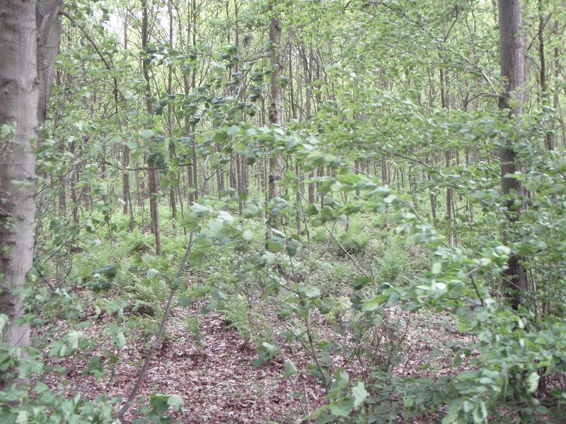 Bad Schwartau 192